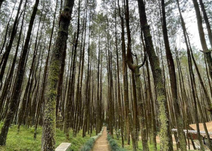 5 Destinasi Wisata Alam yang Wajib Dikunjungi di Semarang untuk Menyegarkan Pikiran