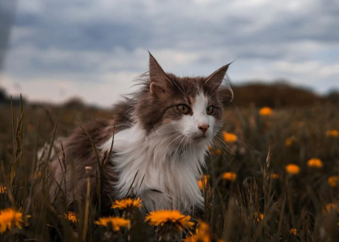 Mengupas Sisi Lain Sifat Kucing Berdasarkan Zodiaknya: Lucu sekaligus Unik, Kucing Kamu Kayak Gini Juga Gak?