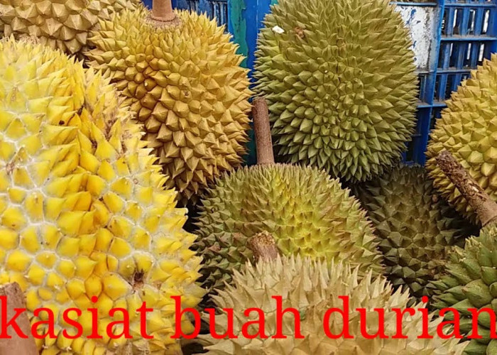 Inilah 3 Manfaat Makan Durian Sebelum Tidur, Ternyata Mampu Cegah Penyakit! Mau Tahu Apa Saja?