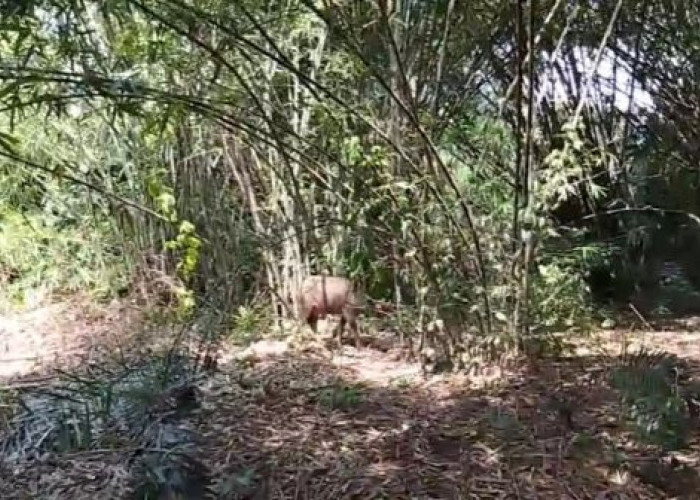 Polsek Karangdadap Evakuasi Kerbau Mengamuk yang Hilang Selama 2 Hari