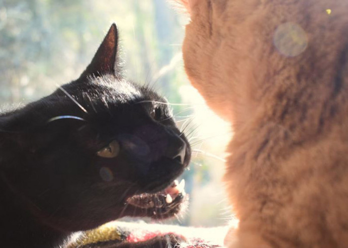 Drama Kucing Ngambek Karena Ada Kucing Baru: Kenapa Hal Ini Terjadi dan Bagaimana Cara Mengatasinya?