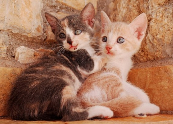Cara Merawat Anak Kucing yang Baru Lahir, Pemilik Kucing Wajib Tahu!