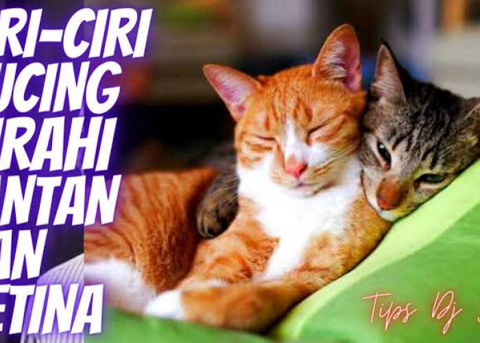 Jarang Diketahui, Inilah 7 Tanda Kucing yang Sedang Birahi, Langsung Saja Carikan Pasangan!