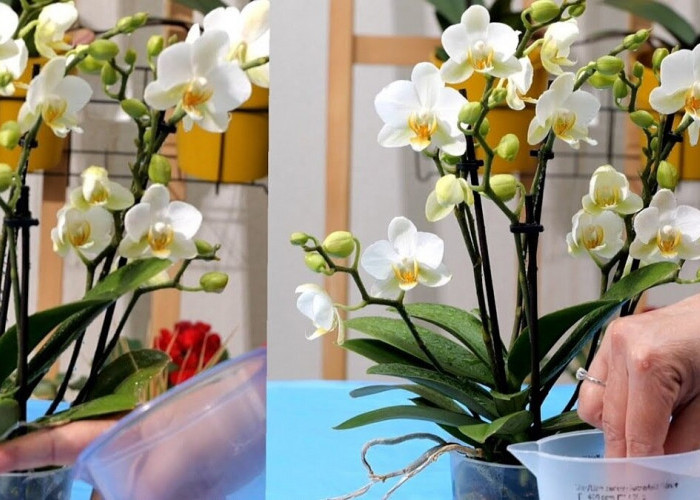 Perhatikan! Inilah 4 Cara Memupuk Bunga Anggrek Agar Dapat Mekar dengan Indah, Buktikan Sekarang Juga!