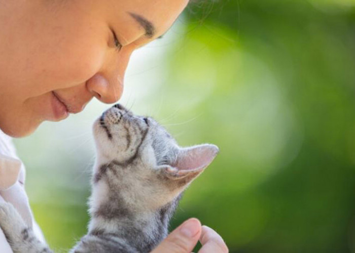 Kamu Mungkin Tidak Menyangka, Inilah 9 Cara Kucing Mengenali Tuannya, Tak Hanya dari Bau tapi Juga dari Hati