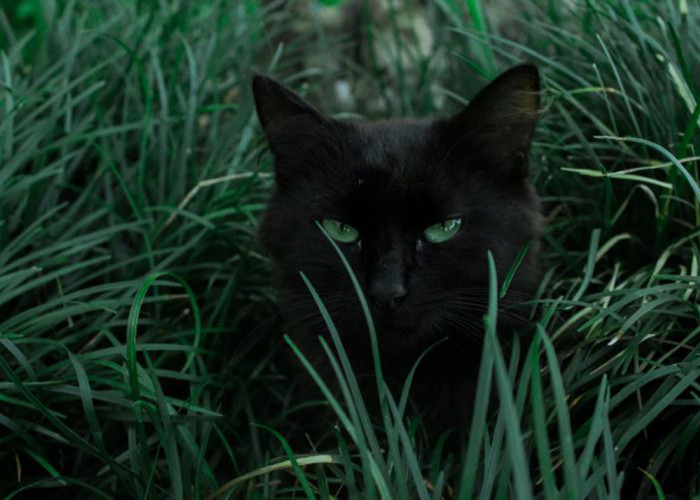 Ternyata Ini Arti Kucing Masuk Rumah menurut Primbon Jawa, Benarkah Bisa Membuka Pintu Rezeki?