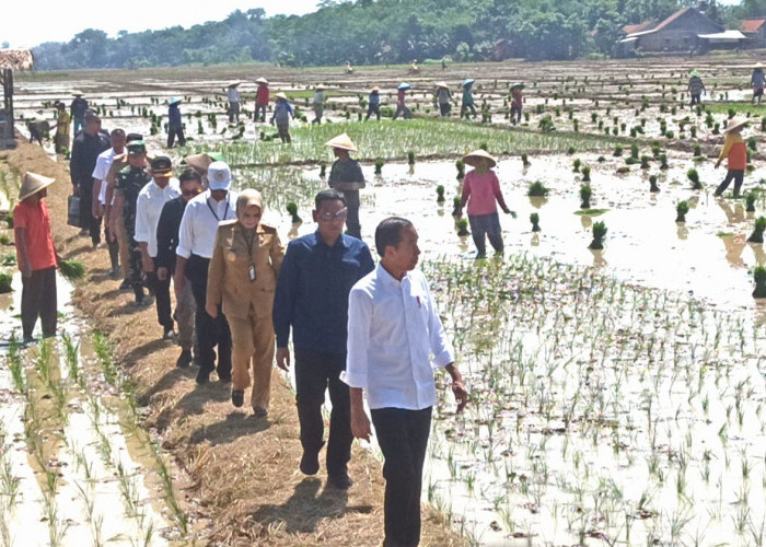 Presiden Jokowi Pantau Penanaman Padi di Desa Kaibahan Kecamatan Kesesi, Target Produktivitas Nasional Naik
