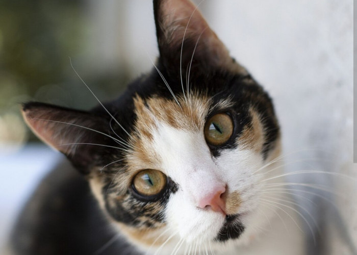 Mitos Kucing Kembang Telon, Katanya Bisa Bikin Pemiliknya Kaya Raya, Tertarik Memeliharanya?