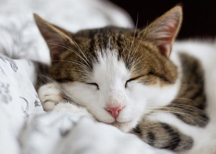 Inilah 4 Alasan Kenapa Kucing Suka Tidur: Tidak Melulu Karena Sakit, Simak Penjelasan Ilmiahnya di Sini!