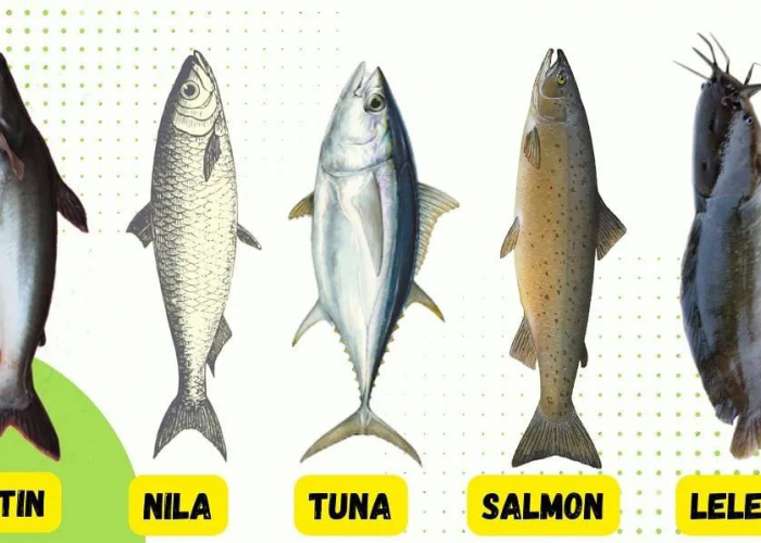 Manfaat Kandungan Nutrisi pada Ikan untuk Tubuh, Kira-kira Ikan apa yang Kalian Sukai?