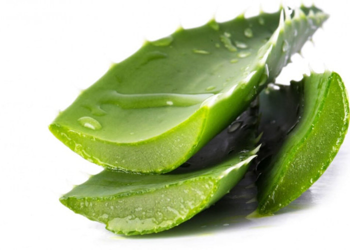 Begini Hasil Pakai Aloe Vera untuk Rambut Dalam Seminggu, Menakjubkan!