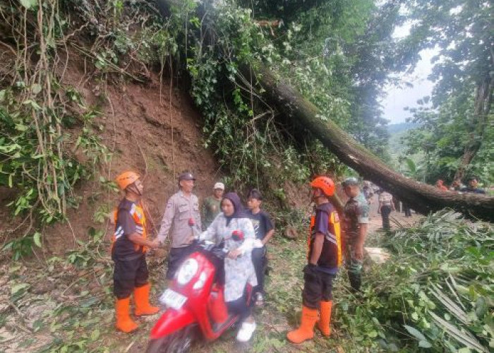 Pohon Tumbang Tutup Jalur Kajen - Kandangserang di Pegunungan Pekalongan