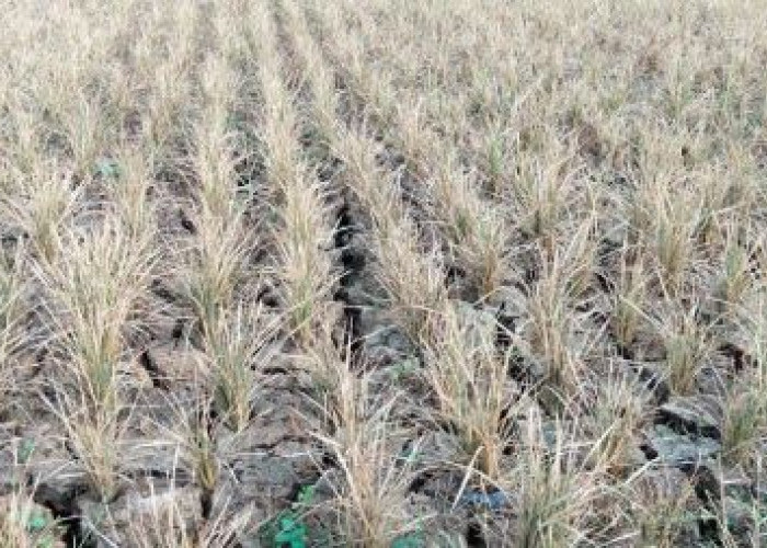 Kemarau Panjang, Sawah 5 Hektare di Desa Kulu Terancam Gagal Panen