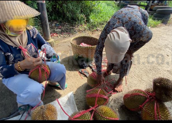  Pedagang 'Durian Celeng' Masih Bandel