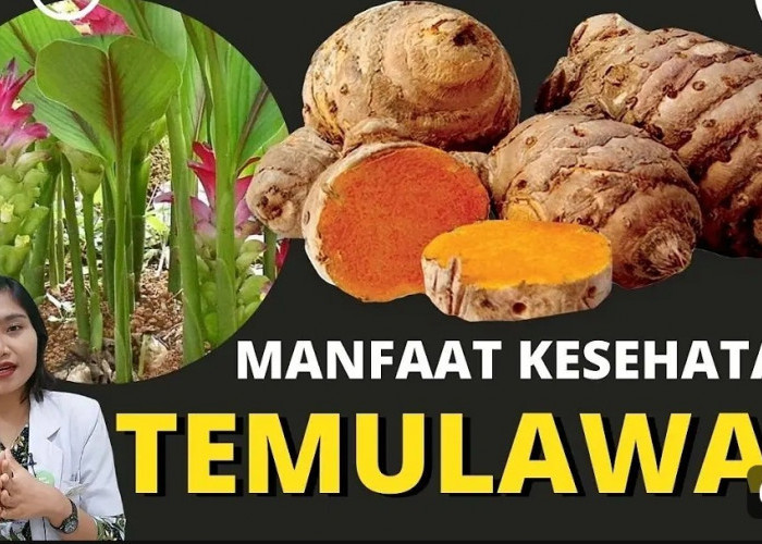 Ini Dia Berbagai Macam Khasiat Temulawak untuk Kesehatan Tubuh