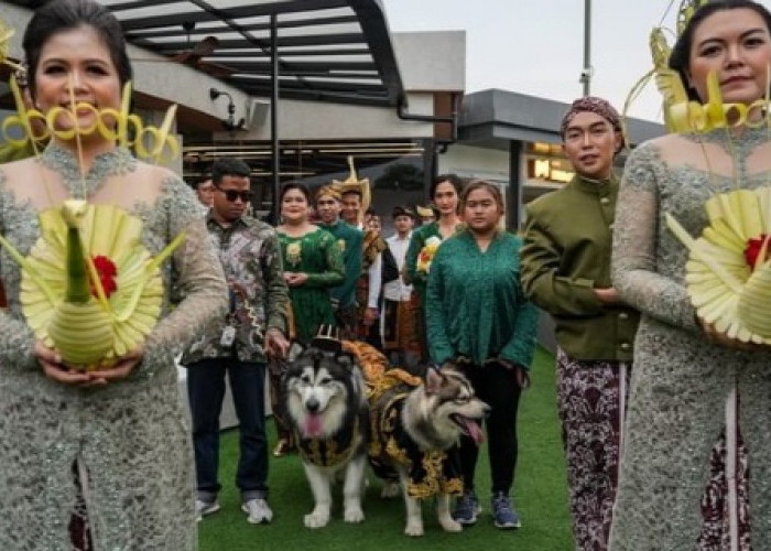 Pernikahan Anjing Gunakan Adat Jawa Banjir Kritikan dan Somasi, Pemilik Acara Minta Maaf