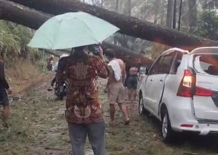 Enam Pohon Pinus Tumbang di Paninggaran, Mobil Putih Ringsek Tertimpa, Jalur Provinsi Tertutup