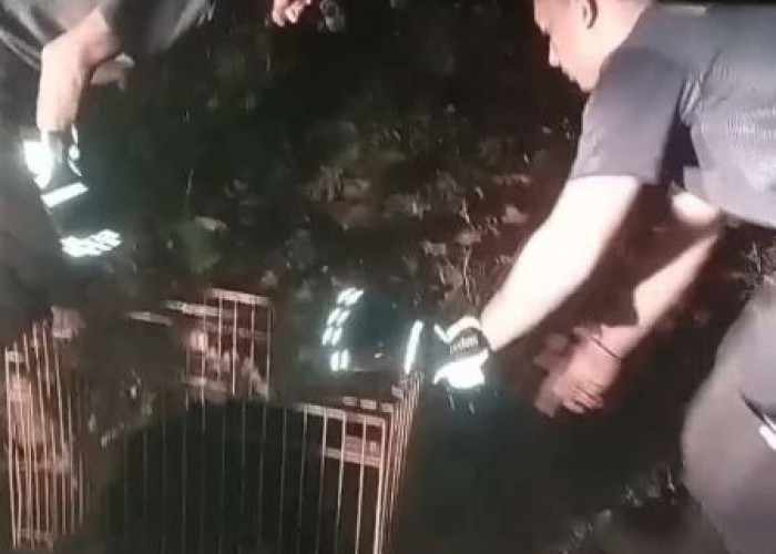 Lutung Jawa Langka Muncul di Kedungwuni, Damkar Pekalongan Evakuasi dan Lepasliarkan ke Hutan Linggoasri