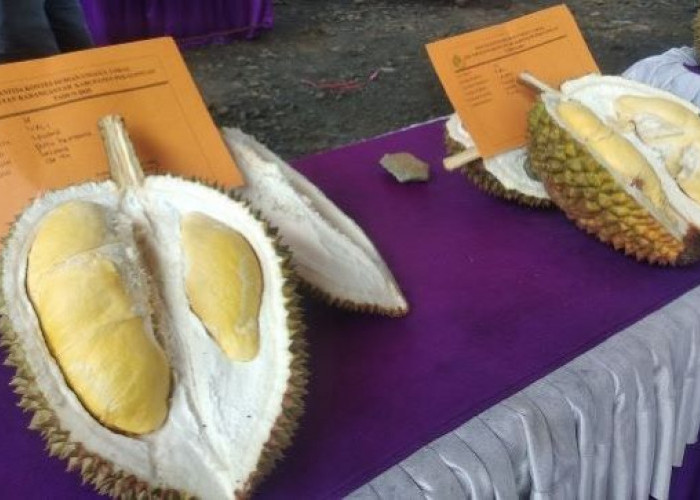 Durian Lokal Lolong Kabupaten Pekalongan, Ada Durian Cempli Hingga Durian Kempet