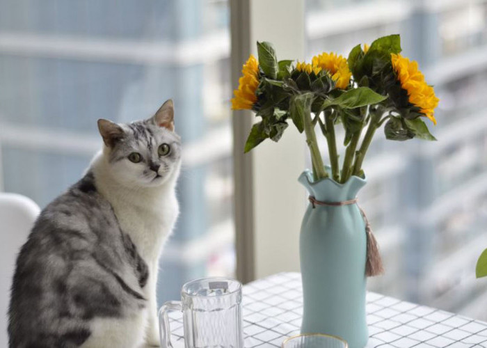 Ini Nih Manfaat Tanaman Bunga Calendula untuk Kucing yang Tak Terduga! Obat Alami untuk Kulit Kucing yang Luka