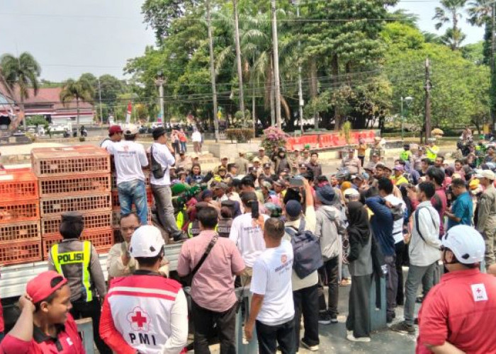 Peternak Ayam Petelur di Pekalongan Bagi-bagi 500 Ayam Hidup Gratis