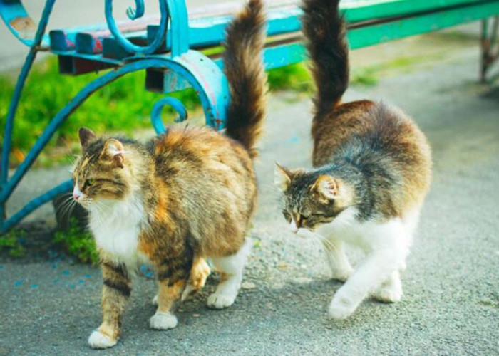 Perbedaan Kucing Anggora dan Kucing Kampung: Mulai dari Fisik Hingga Cara Perawatannya