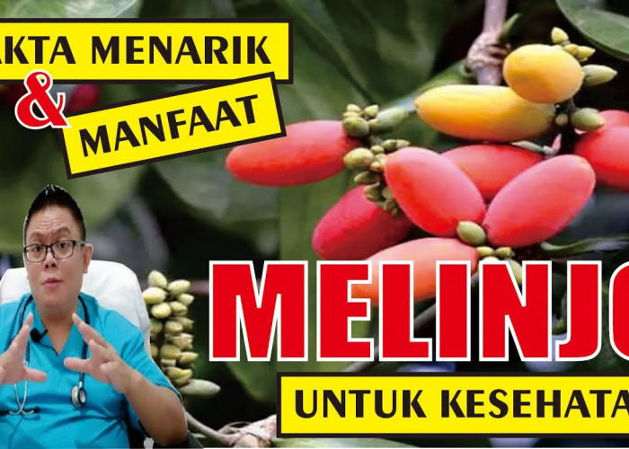 Inilah Sejumlah Manfaat Kulit Melinjo Bagi Kesehatan, Ternyata Dapat Memperkuat Tulang