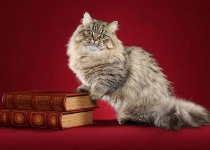Kenalan dengan Napoleon Minuet, Ras Kucing Persia Kaki Pendek yang Mini dan Manja