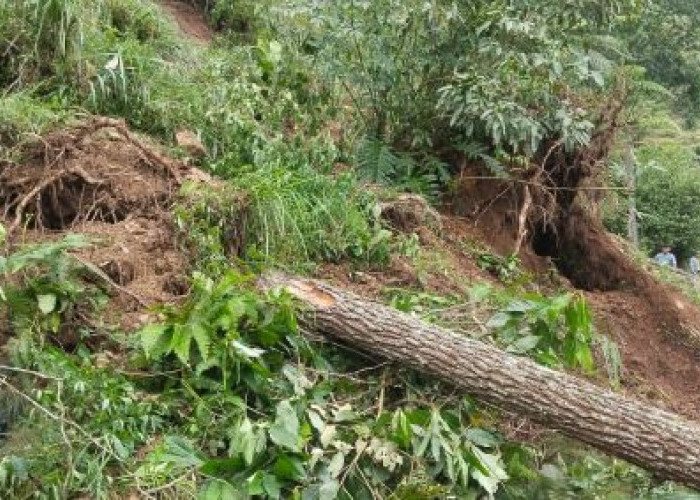 Tanpa Hujan dan Angin, Longsor Tutup Jalur Curugmuncar–Songgodadi, 5 Pohon Pinus Ikut Roboh
