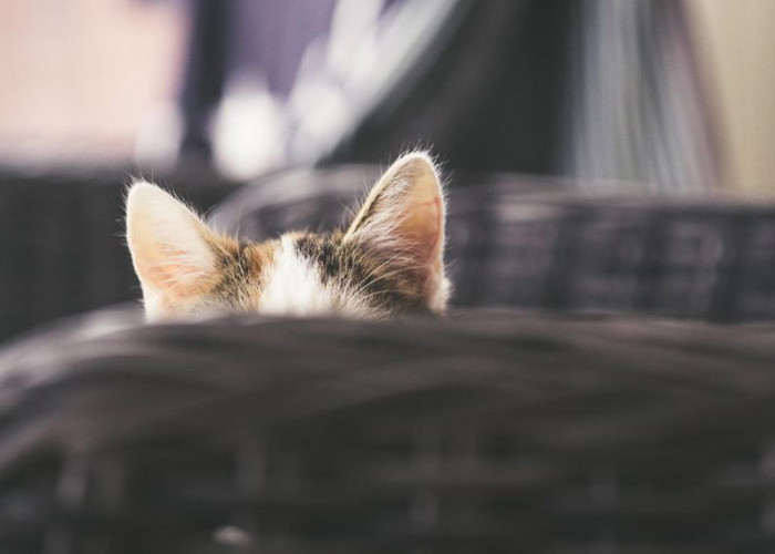 Cara Merawat Telinga Kucing yang Ampuh, Dijamin Kucingmu Bebas dari Tungau dan Infeksi Telinga