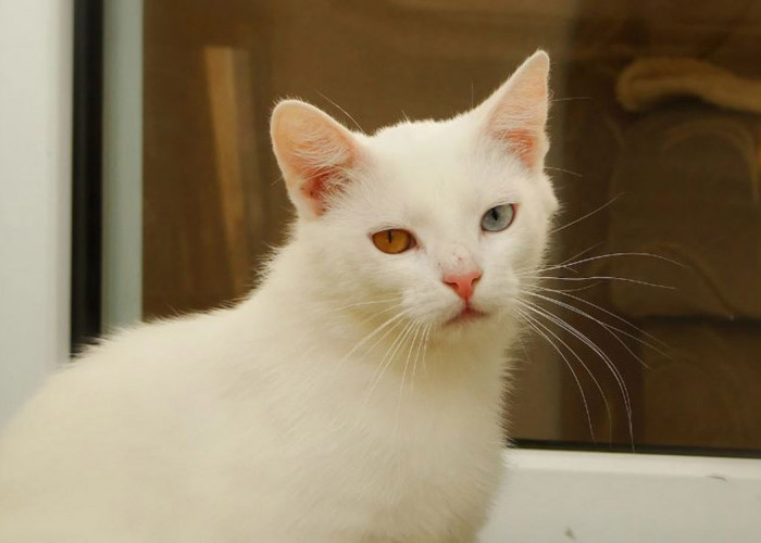 Arti Mimpi Kucing Putih Menurut Primbon Jawa: Ini Pertanda yang Bisa Mengubah Nasib Kamu Jadi Lebih Baik