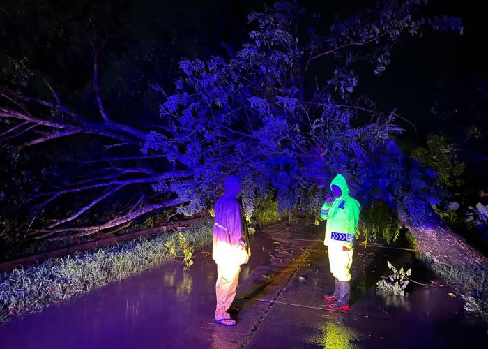 Jalur Sragi-Bojong Lumpuh Akibat Pohon Tumbang