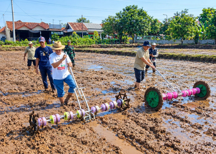 Gerakan Tanam PM AAS di Kabupaten Pekalongan Baru 32,5 Hektare, Target 2026 Capai 2.612 Hektare