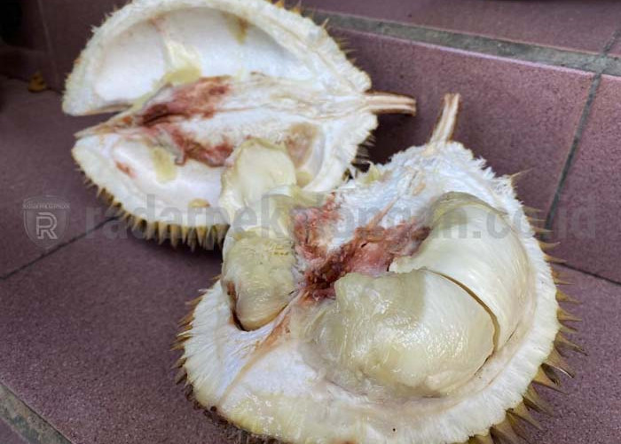 Sosial Eksperimen Beli Durian 'Celeng' di Exit Tol Kandeman, Pedagang Bingung Ditanya Beli dari Mana, Ternyata