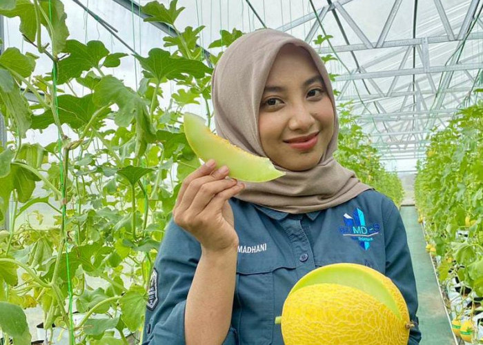 Sulap Lahan Desa, Pemdes Depok Kandeman Batang Sukses Hadirkan Wisata Petik Melon
