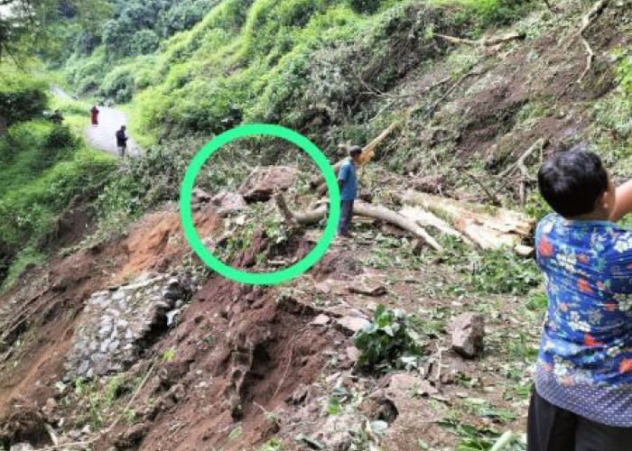 Longsor Tutup Jalan Utama Menuju Desa Wangkelang Pekalongan, Bukit Gunung Lumbung 100 M Longsor