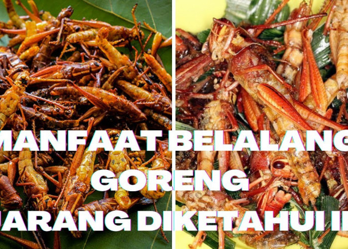 Manfaat Makan Belalang Goreng, Sehat Tetapi Juga Membawa Risiko Kesehatan