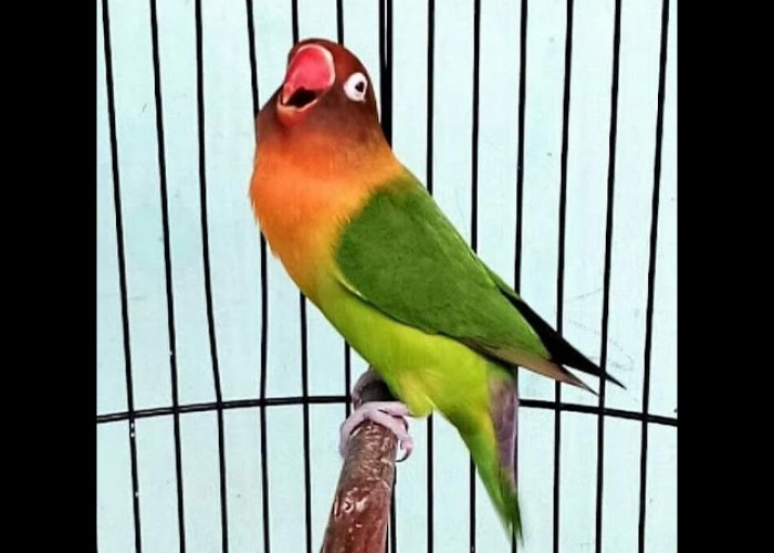 Pecinta Lovebird Wajib Tahu! 4 Produk Vitamin Terbaik untuk Burung Lovebird Beserta Cara Pakainya