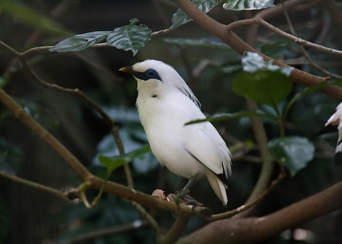 Mengenal Pesona Jenis Burung Jalak yang Memilki Keunikan Tersendiri di Indonesia
