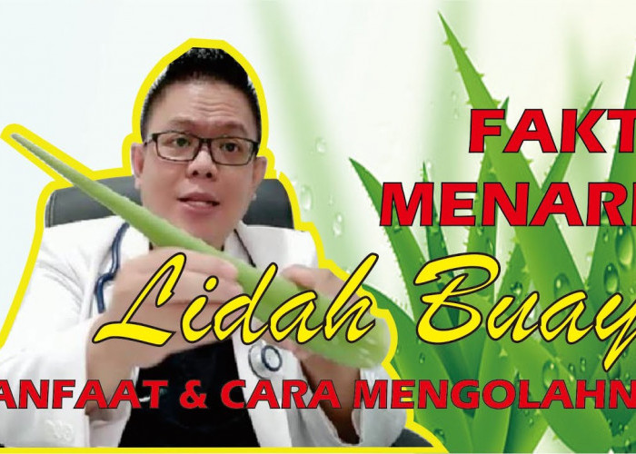 Inilah Manfaat Lidah Buaya yang Bisa Cegah Penyakit, Apa Saja?