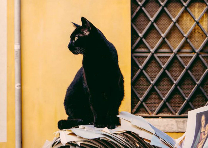 Tak Sekedar Bawa Sial, Mitos Kucing Hitam Menurut Primbon Jawa Ternyata Juga Bisa Bawa Rezeki!