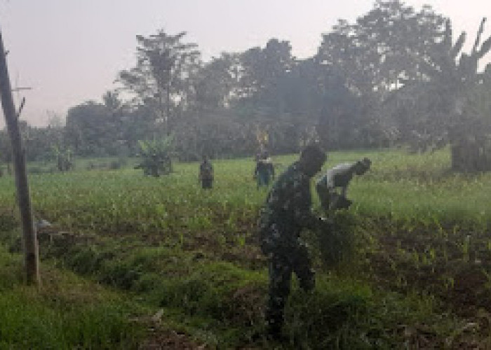Koramil Wonopringgo Bersama Gapoktan Bersihkan Rumput di Lahan Pertanian