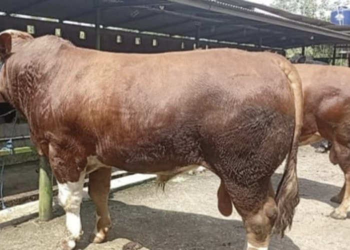 Peternak Batang Pasok Sapi Kurban 900 Kg untuk Presiden, Harga Tembus Rp100 Ribu per Kg