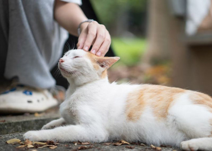 Tanda Kucing Sayang Kita jika Dilihat dari Tingkah Lakunya: Dijamin Bikin Hati Kamu Meleleh