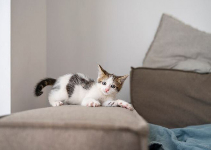 Saran dari Dokter Hewan, Begini 8 Cara Merawat Kucing Peliharaan di Rumah yang Benar Agar Anabul Tetap Sehat