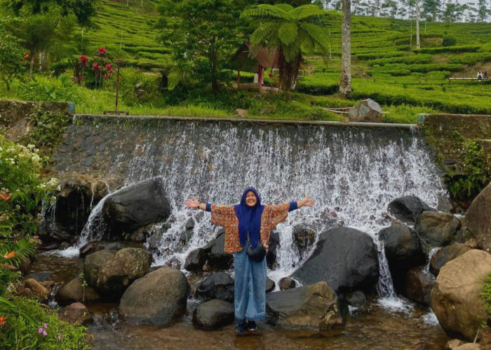 Viral di Tiktok, Kebun Teh Puncak Tombo Batang Jadi Destinasi Wisata Baru Favorit Masyarakat