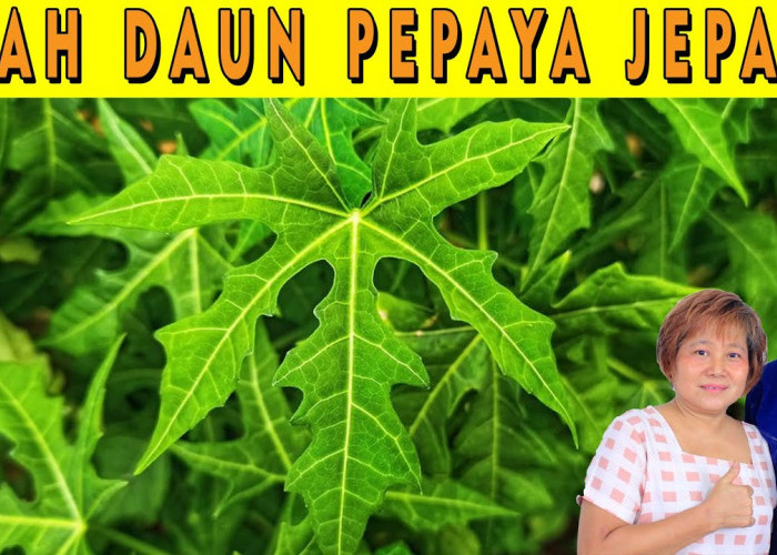 Ingin Tahu Khasiat Daun Pepaya Jepang untuk Tubuh? Ini Dia 3 Manfaatnya, Layak Ditanam di Rumah