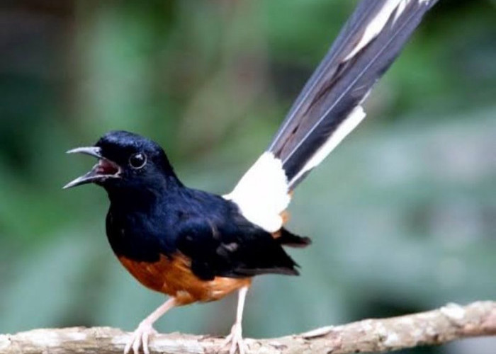 Kicau Mania Wajib Tahu! Inilah 5 Jenis Burung Murai Batu Populer di Indonesia, Harganya Fantastis