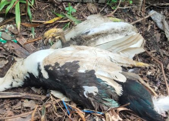 Unggas di Pekalongan Mati Mendadak, Diduga Terserang Flu Burung