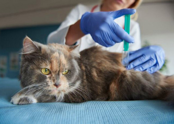 Cari Tahu Panduan Lengkap Jenis Serta Jadwal Vaksin Kucing: Langkah Bijak untuk Menjaga Kesehatan Anak Bulu